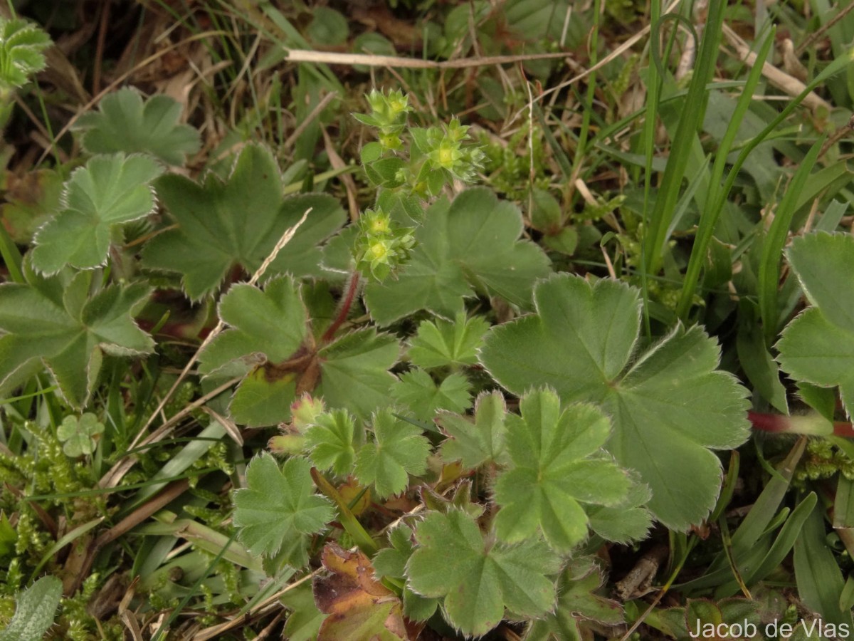 Alchemilla indica Gardner